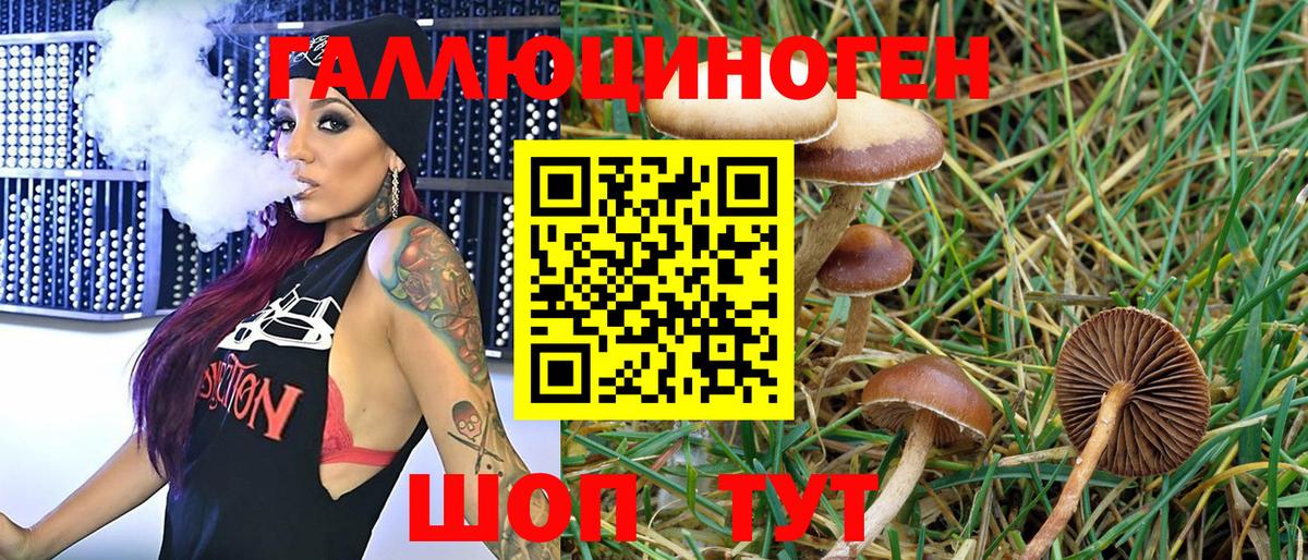Клинцы  купить наркоту  Псилоцибиновые грибы GOLDEN TEACHER  Вход с VPN  Галлюциногенные грибы Cubensis 